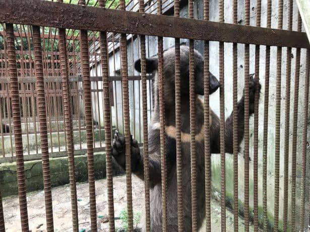 곰 사육이 만든 ‘비자연적 공간’의 문제