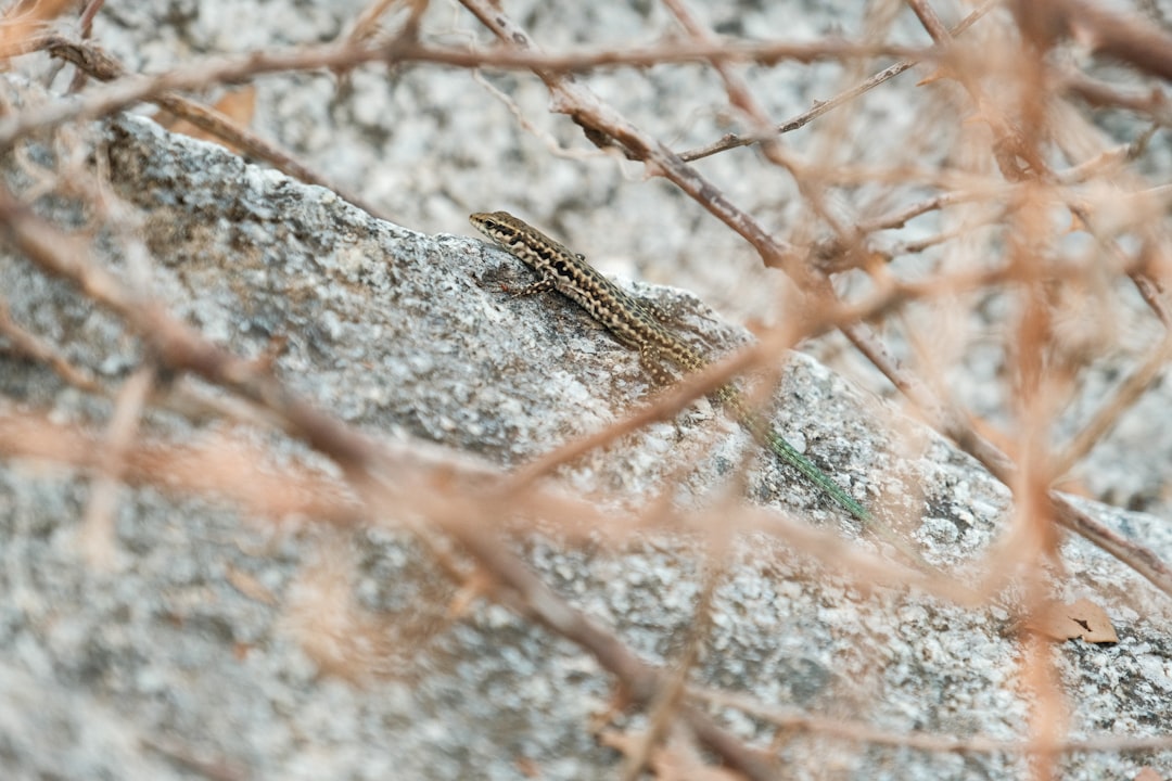 Hidden