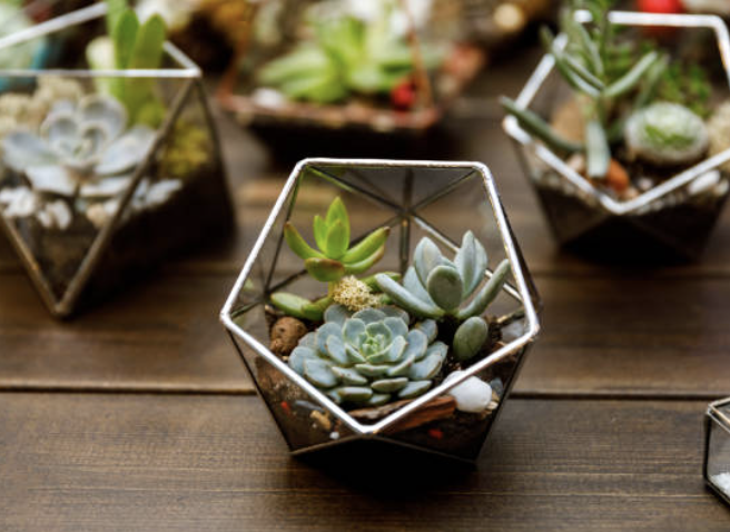 오각형 화분의 테라리움