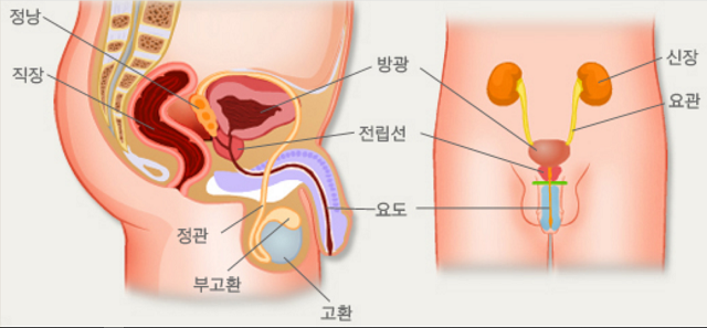 전립선의 구조와 위치