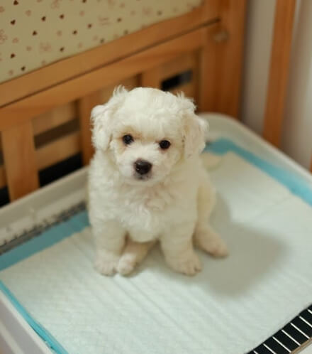 강아지 노화로 생기는 배변 습관 변화