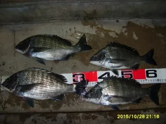 디낚 점주 조황 전국 바다낚시 출조 꿀팁_24