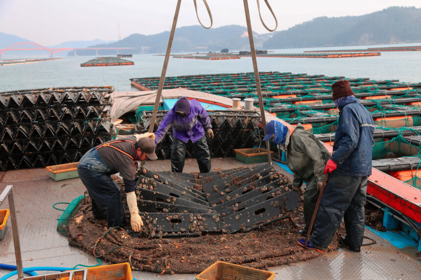 생생정보 수확의 달인 전남 강진 마량 전복 수확의 달인 은영씨의 꽃피는 바다 주문방법