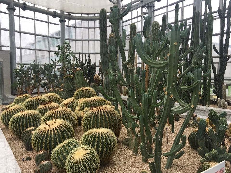 관엽식물 선인장과 다육식물을 키우는 방법