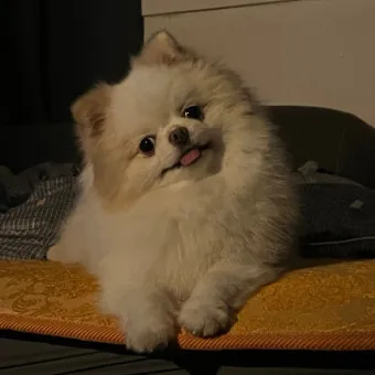 강아지 고개 갸우뚱 이유 의미 뜻_8