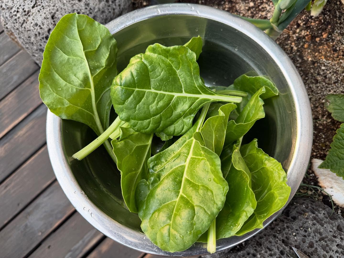 채소 속 옥살산, 정말 우리 건강에 해로울까?