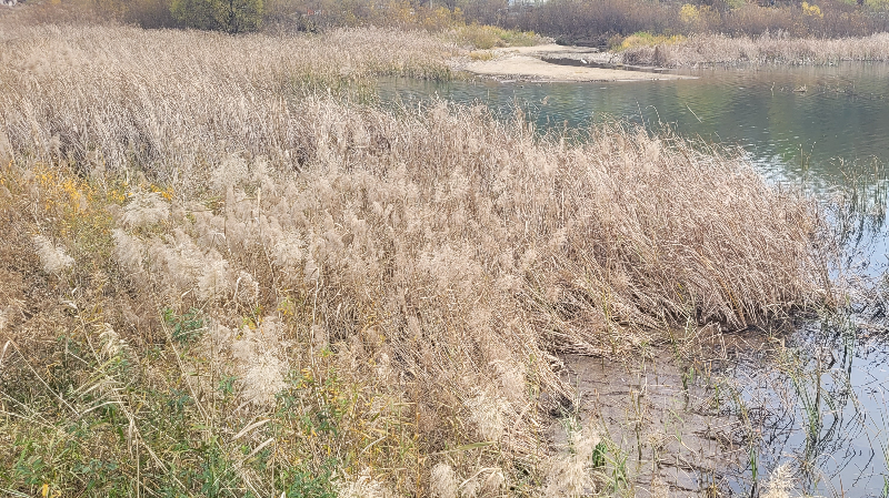 백운호수 주변 풍경 -산책 데이트 코스