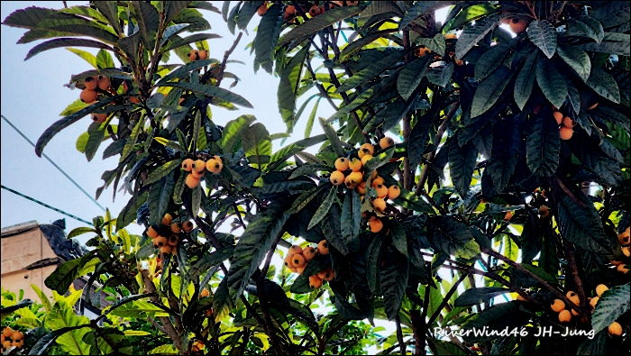 비파나무(枇杷나무)와 비파잎,열매(枇杷)Loquat