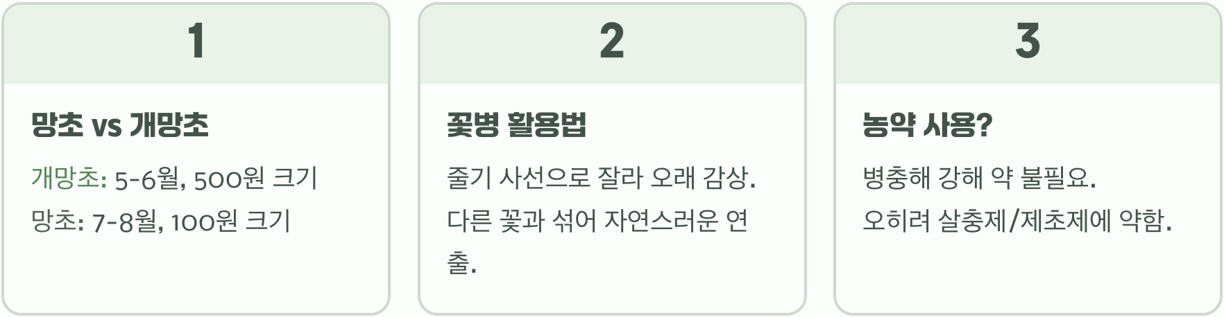 망초꽃 관리 방법과 정원에서 자생지처럼 키우는 요령