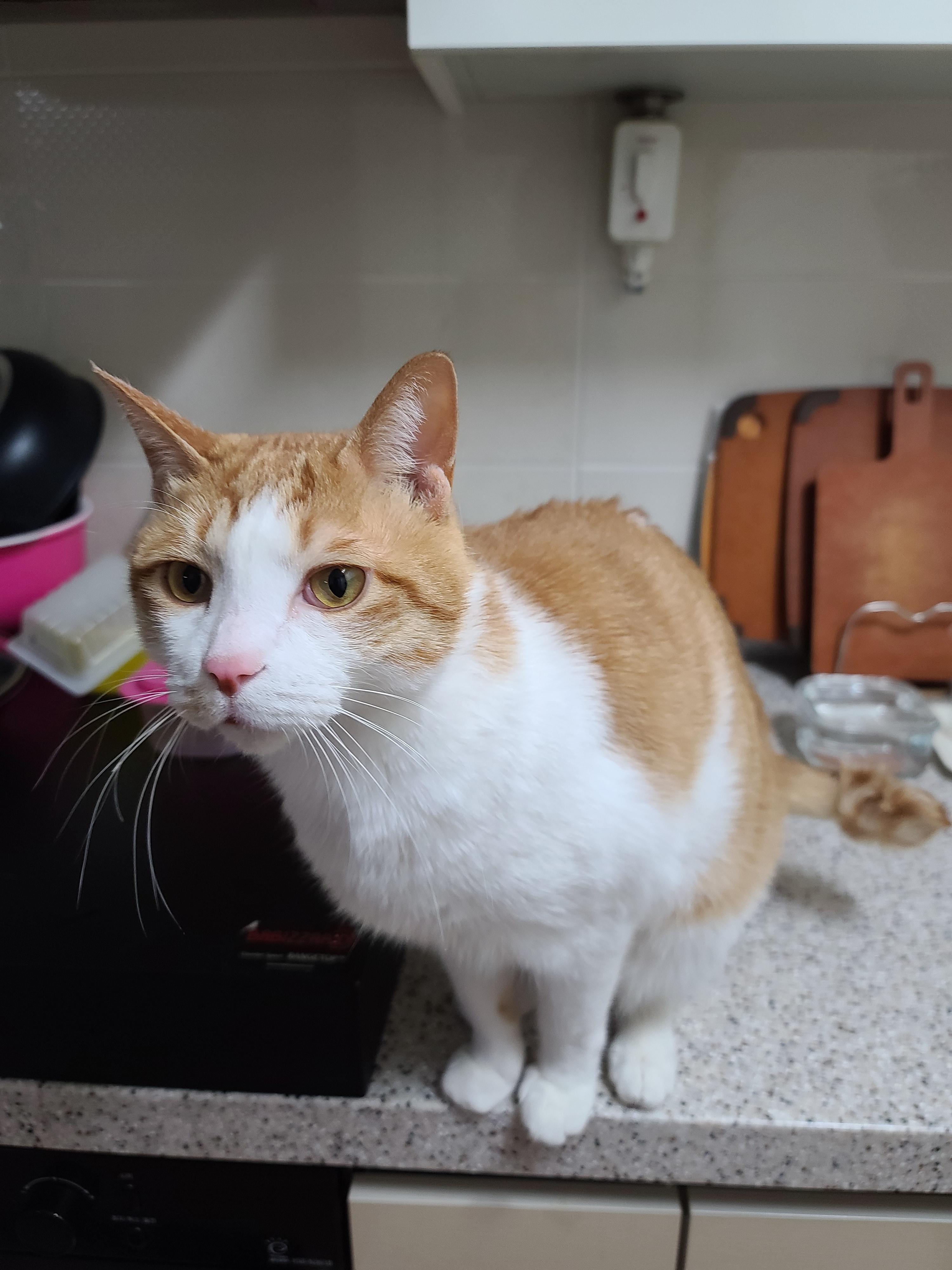 애교많은 치즈고양이 막둥이 삐용