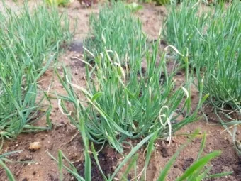 텃밭 부추 쪽파 재배 다년생 관리 수확주기 웃거름 월동_17