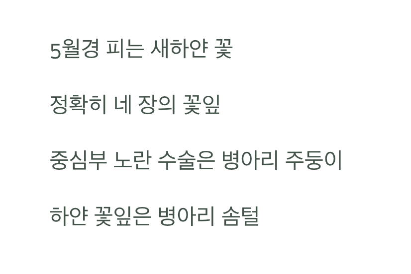 이름 속에 숨겨진 비밀, '병아리'를 찾아라