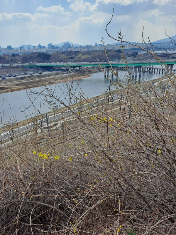 개나리 뒤 한강배경
