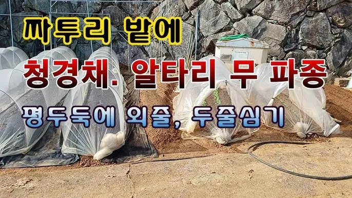 알타리무 재배 서늘한 기온 관리 연속 수확 물 주기_7