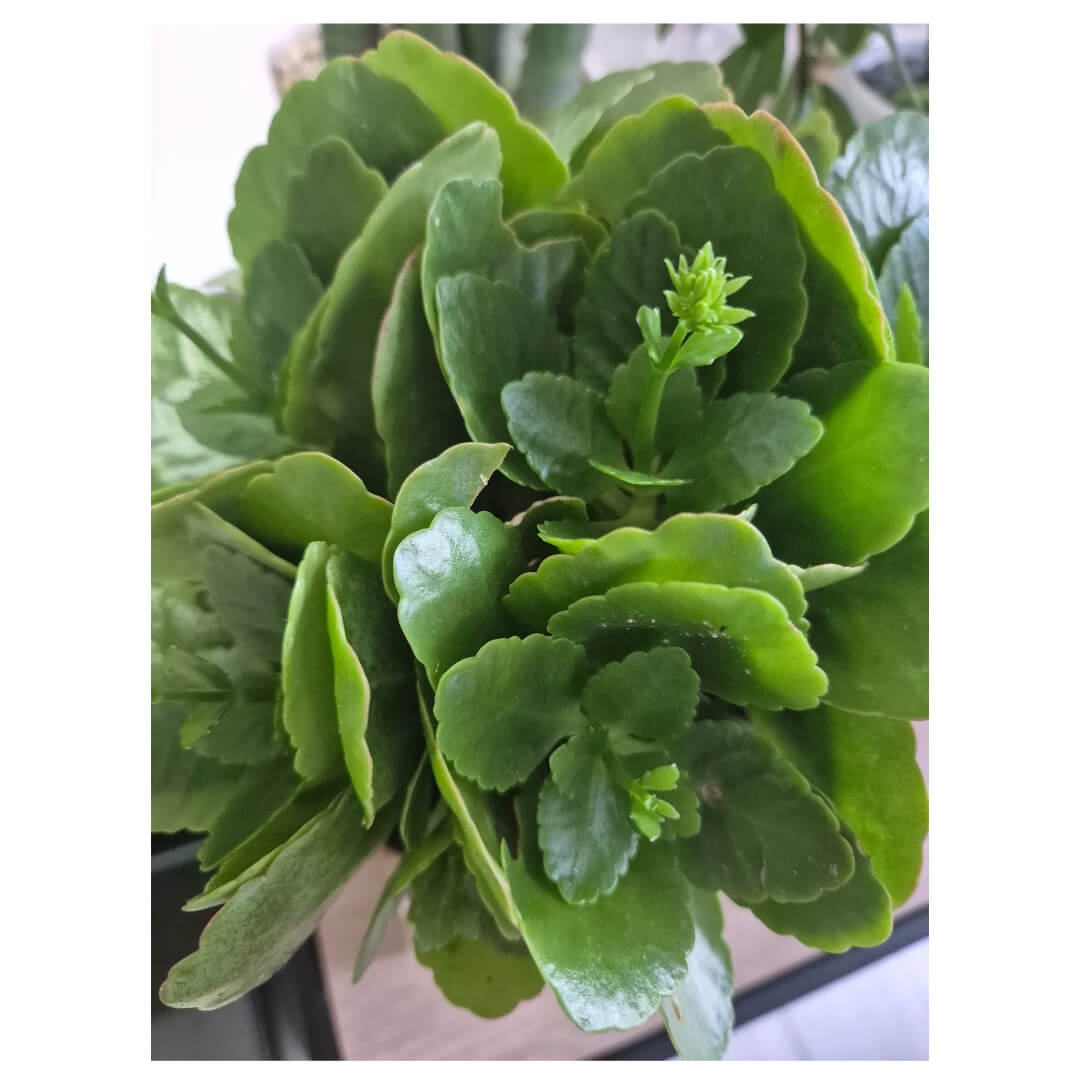 칼랑코에 사진입니다.