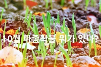 2025년 10월에 파종하기 좋은 작물들 농업 재배법_18