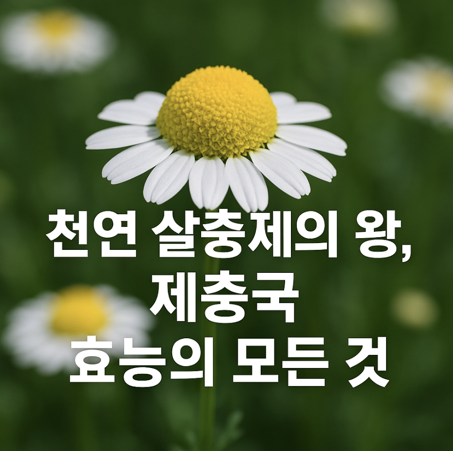 천연 살충제의 왕, 제충국 효능의 모든 것