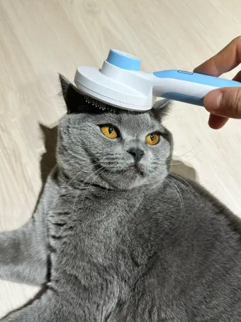 &amp;quot;고양이