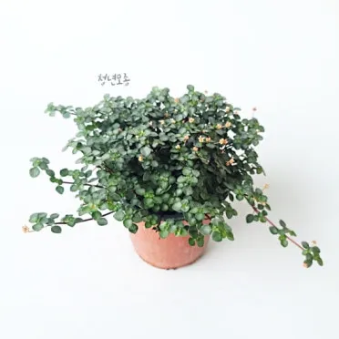 화분 여행 전 관리 급수준비 조명타이머 통풍점검 안심외출 체크_8