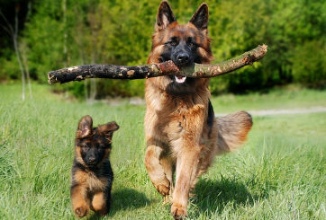 강아지 종합검진관련사진