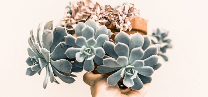 에케베리아-출처픽사베이