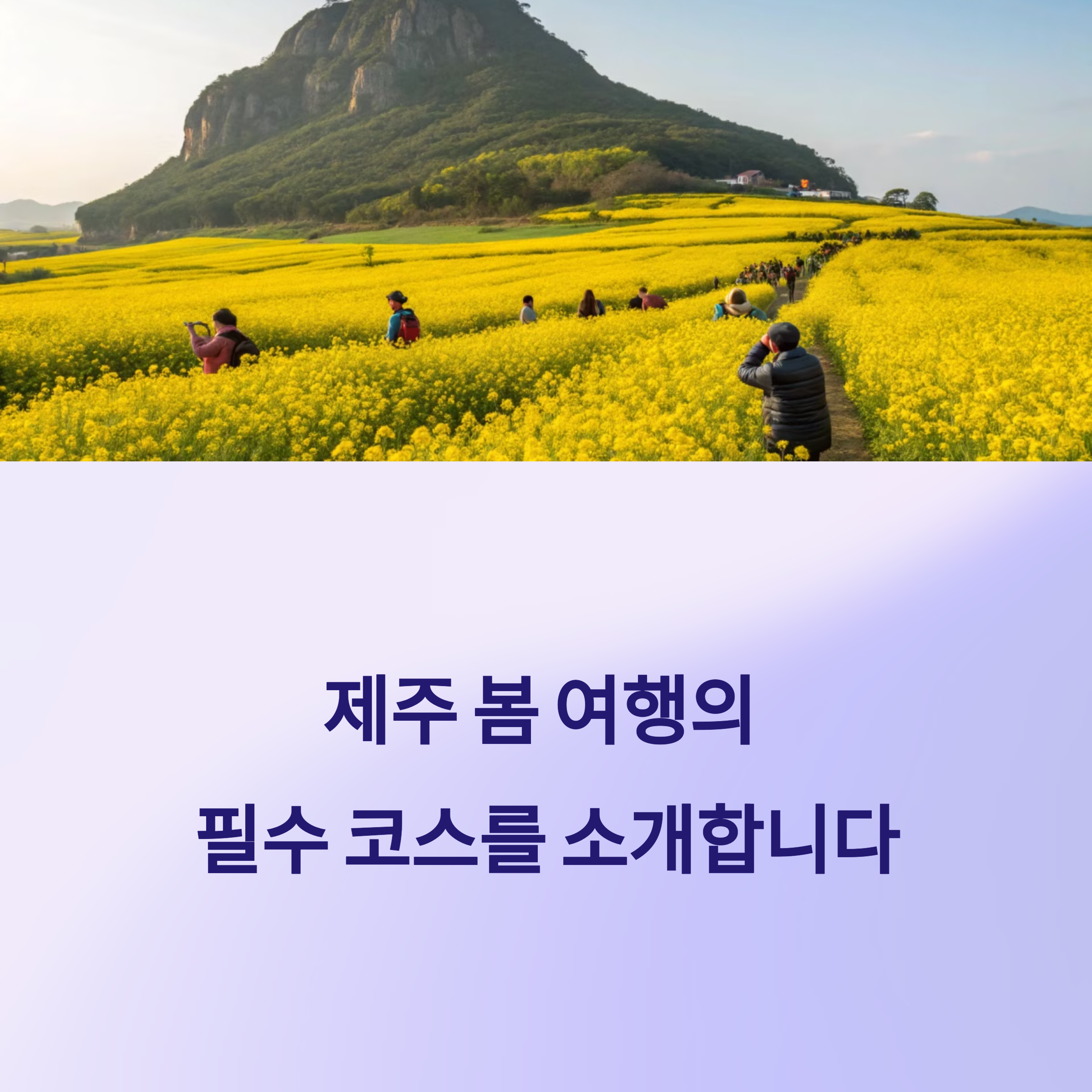 산방산 유채꽃과 제주 마노르블랑
