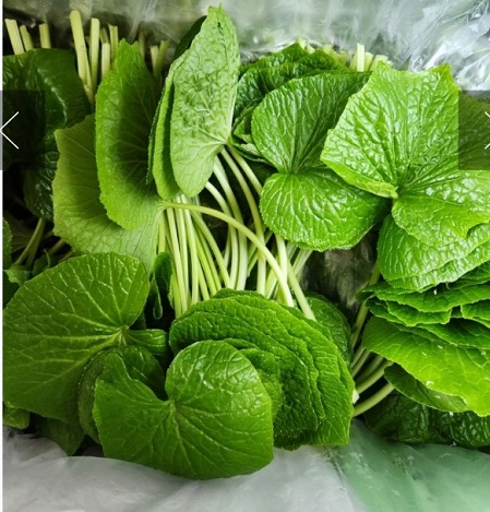 철원-고추냉이-정가농원-고추냉이잎