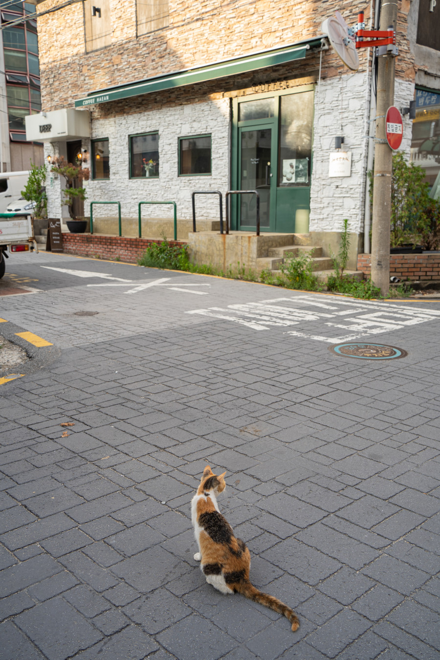 행궁동 벽화마을 고양이