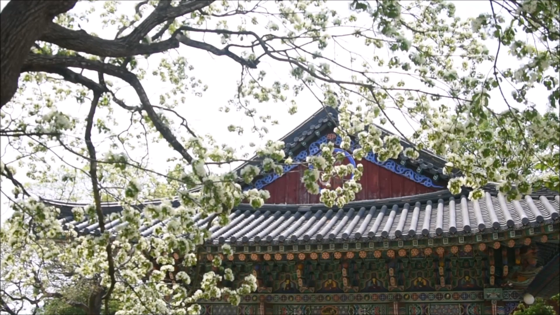 포항 흥해향교 이팝나무 군락지