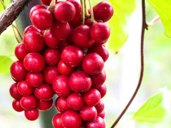 오미자 숙성하여 먹는 오미자청