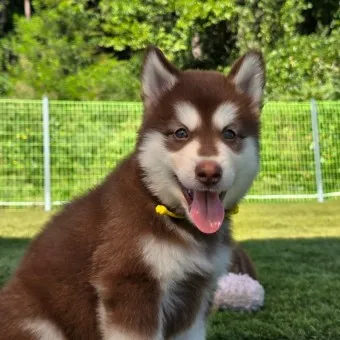 말라뮤트 분양 가격 알래스칸 허스키 차이 성격 특징 수명_6