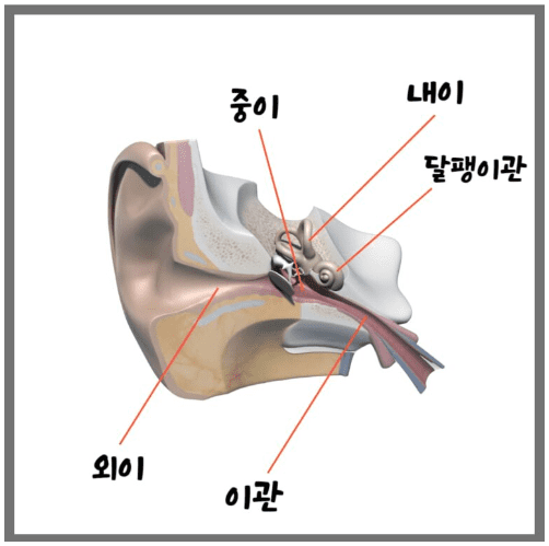 귀-구조