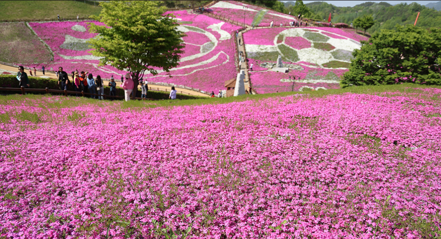 [4월~ 5월 축제]산청 꽃잔디 축제 &amp; 철쭉❘꽃잔디, 철쭉 개화 상황, 생초국제조각공원의 모습