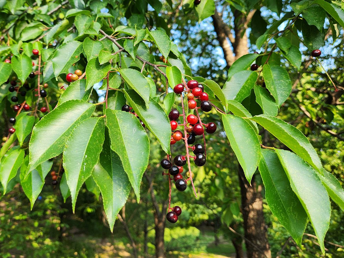 세로티나벚나무