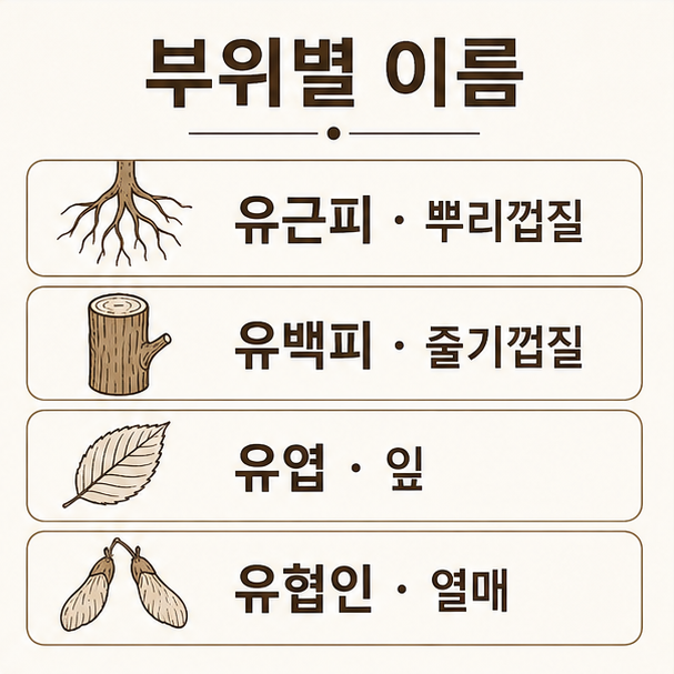 느릅나무 부위별 한약재 명칭, 유근피와 유백피, 유엽, 유협인을 정리한 카드