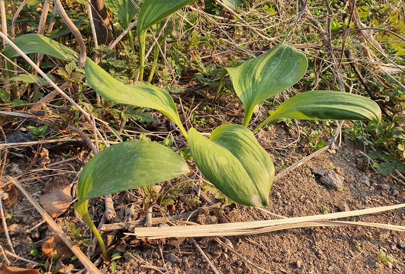 산마늘