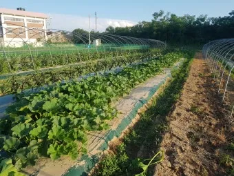 작물 순지르기 유인 기본 토마토 오이 가지 고추 수형관리_25