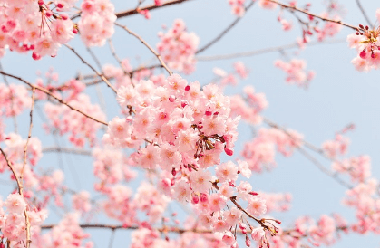 2024 벚꽃 개화시기 만개시기 벚꽃명소 축제일정과 관련된 벚꽃사진