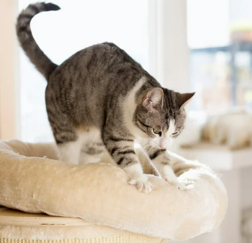 고양이 자세 의미 숨겨진 비밀 신호 5가지 파악하기