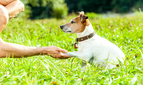 사람의 손에 강아지가 손을 얹은모습
