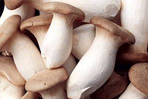 새송이버섯 효능13