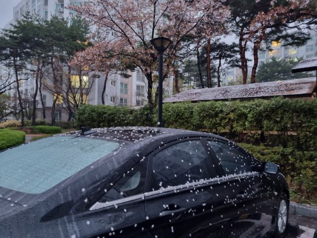 벚꽃이 떨어져 앉아 꽃무늬 차가 되었다.