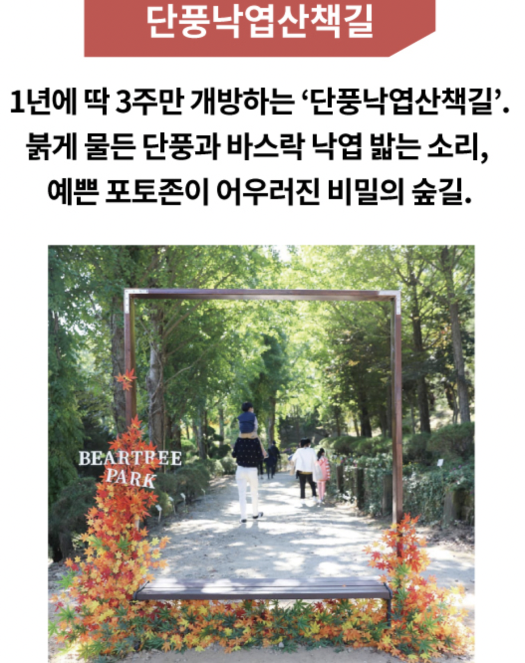 베어트리파크-단풍산책로-사진