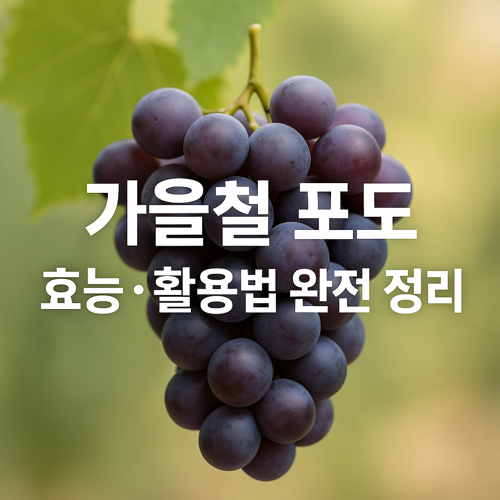가을철_대표_과일_포도,_건강_효능과_올바른_섭취법_완전_정리