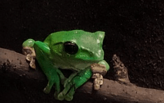 개구리가 내 방 안에서 튀어나오는 꿈해몽