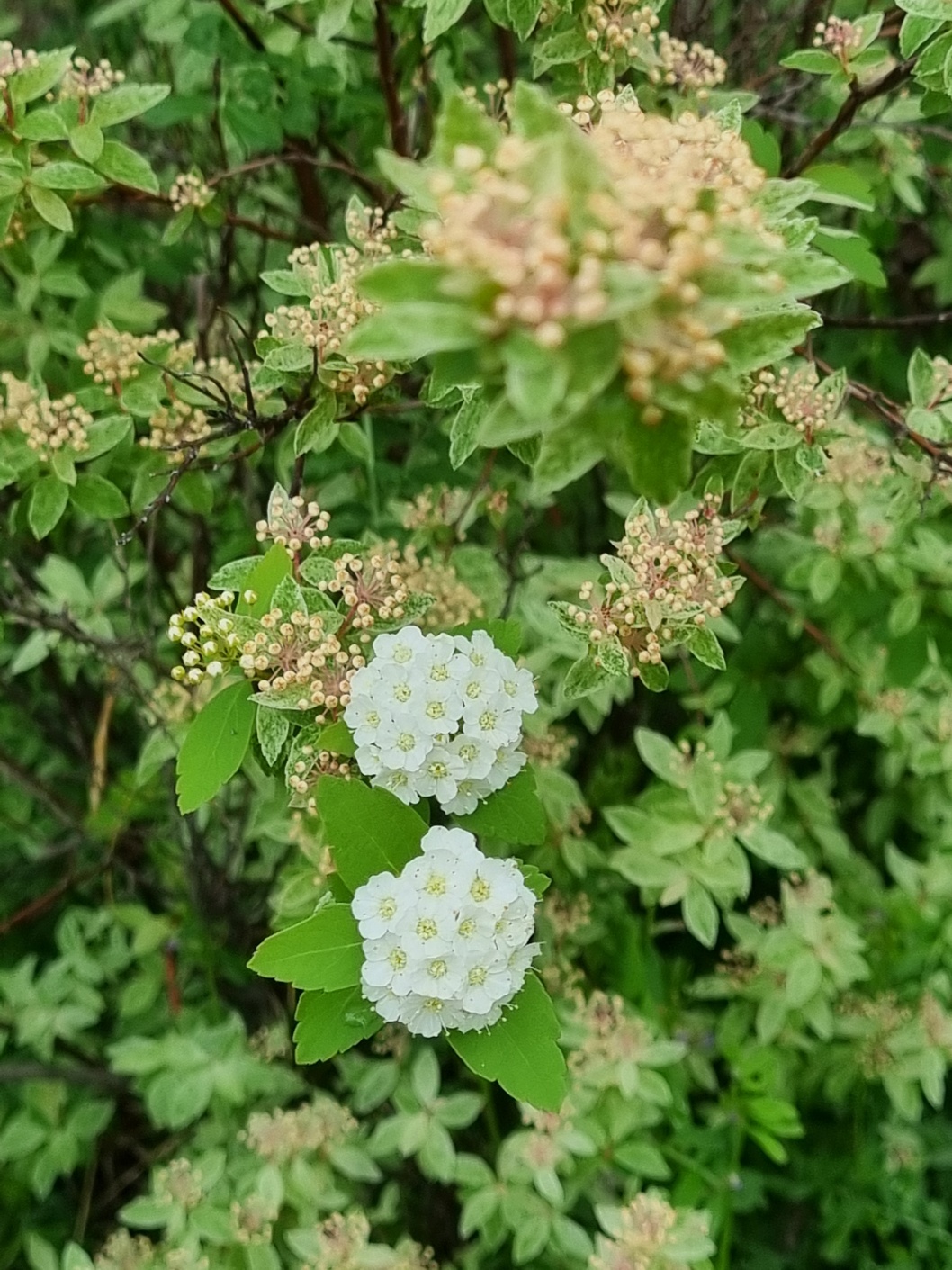 서울식물원 가는길