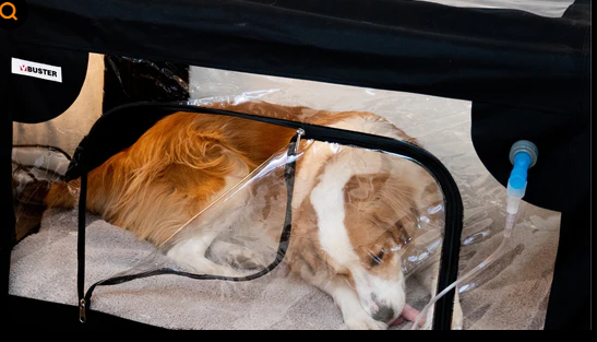 강아지 폐렴 치료비 200만원 ..초기 검진으로 예방하는 것이 돈아끼는 길