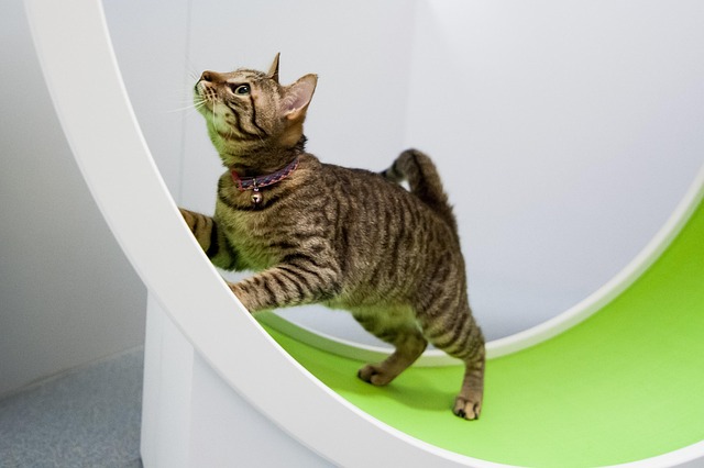 반려동물 캣휠 사진