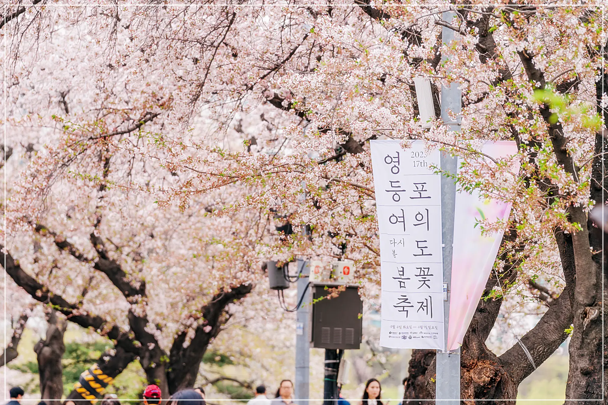 여의도봄꽃축제