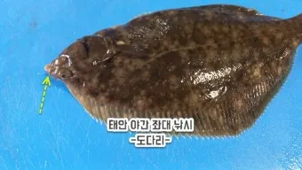 봄 도다리 제철 효능 레시피_14